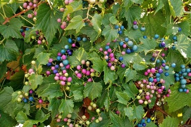 Ampelopsis brevipedunculata