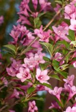 Weigelia fiore Weigelia fiori tubolari