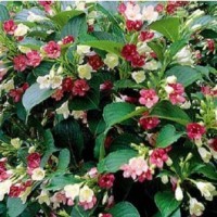 Weigelia foglie decidue