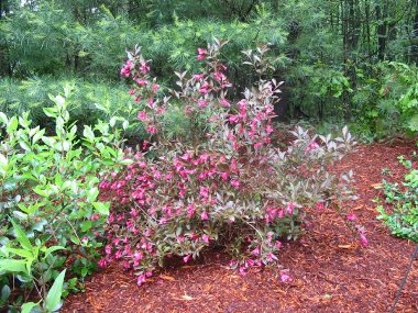 Weigelia Coprifoliaceae