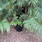 woodwardia pianta da vaso