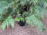 woodwardia pianta da vaso