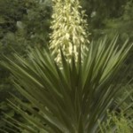 Yucca infiorescenze a pannocchia