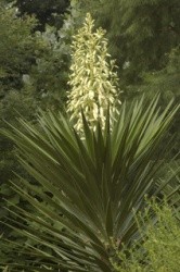 Yucca infiorescenze a pannocchia