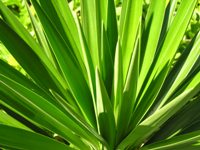 Yucca foglie appuntite