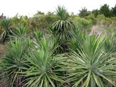 Yucca Yucca aloifolia