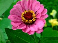 Zinnia infiorescenze a capolini