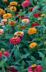 Zinnia foglie ovali
