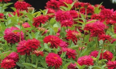 Zinnia Asteraceae