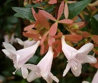 abelia fior tubolari