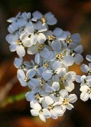 Fiori ermafroditi