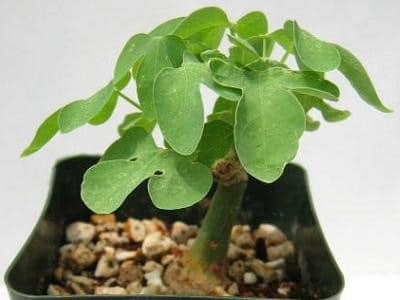 adenia pianta grassa