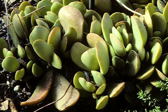 adromischus maximus pianta succulenta