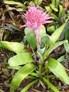 fiore dell'aechmea-fasciata