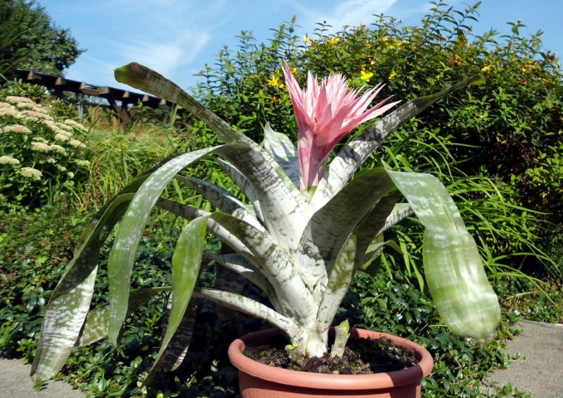 aechmea fasciata in vaso