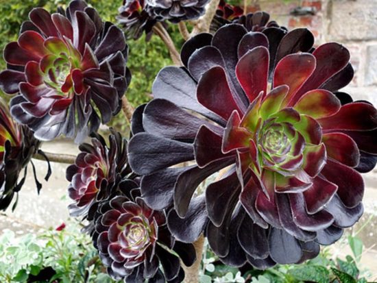 aeonium arboreum black rose