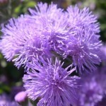 agerato infiorescenza ad ombrella