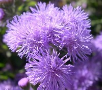 agerato infiorescenza ad ombrella