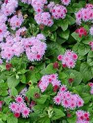 agerato foglie ovali