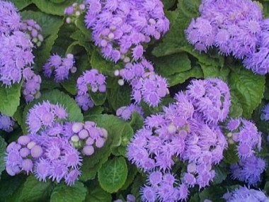 Ageratum houstonianum 