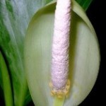 aglaonema fiori ermafroditi