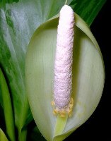 aglaonema fiori ermafroditi