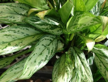  Aglaonema Pictum