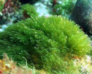 alga klamath nel lago