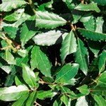 alloro foglie aromatiche