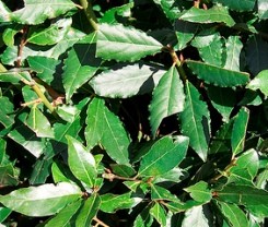 alloro foglie aromatiche