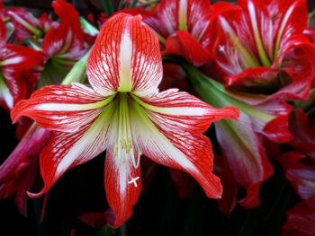 fiori amaryllis