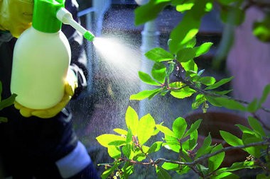 antiparassitari piante