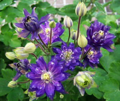 aquilegia vulgaris
