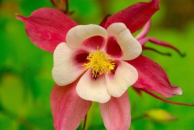 aquilegia-fiore