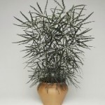 aralia elegantissima vaso