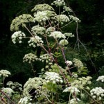 Arcangelica apiaceae