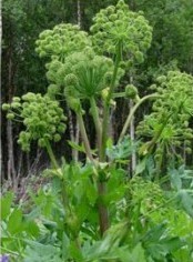 frutti a forma ellittica