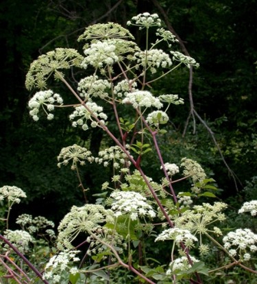 Arcangelica apiaceae