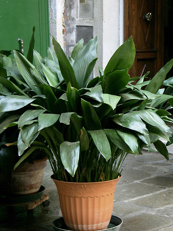 aspidistra