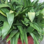 Liliaceae Aspidistra