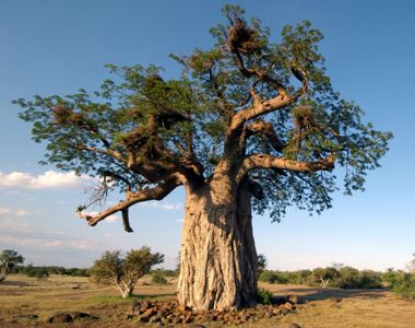 baobab Adansonia digitata