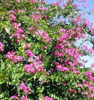 Bauhinia Fabaceae