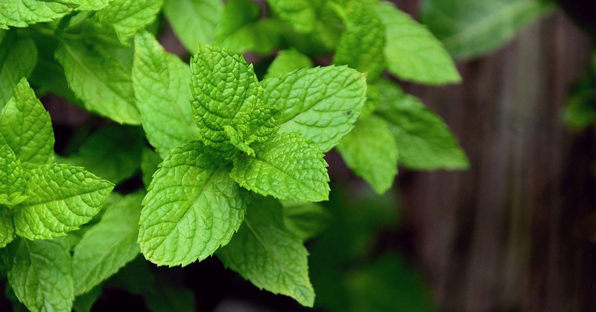 benefici della menta
