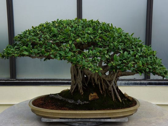 bonsai con mantenimento a filo