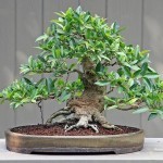 ficus benjamina in vaso