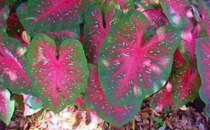 caladium
