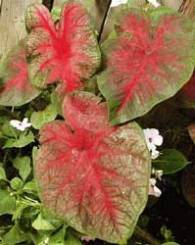  caladium Araceae 