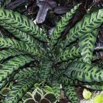 Calatea foglie forma allungata