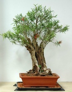 callistemone foglie lanceolate