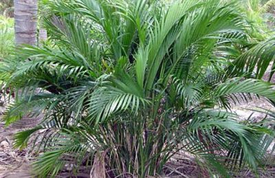 camarodea Chamaedorea